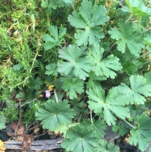 Geranium solanderi at Rendezvous Creek, ACT - 24 Oct 2021