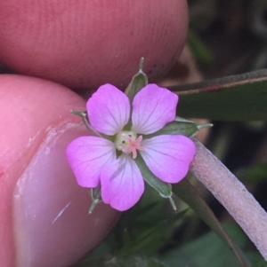 Geranium solanderi at Rendezvous Creek, ACT - 24 Oct 2021