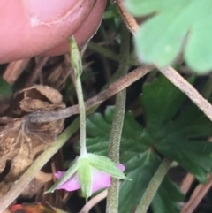 Geranium solanderi at Rendezvous Creek, ACT - 24 Oct 2021