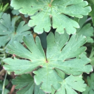 Geranium solanderi at Rendezvous Creek, ACT - 24 Oct 2021