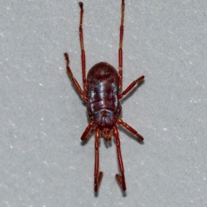 Rainbowia sp. (genus) at Googong, NSW - 17 Oct 2021