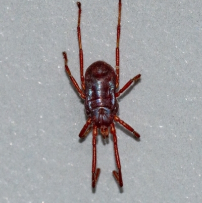 Rainbowia sp. (genus) (A mite) at Googong, NSW - 16 Oct 2021 by WHall