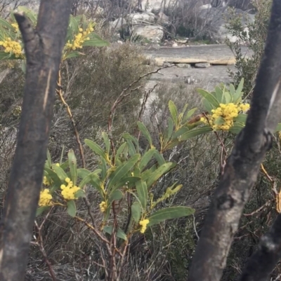 Acacia obliquinervia (Mountain Hickory) at Rendezvous Creek, ACT - 24 Oct 2021 by Ned_Johnston