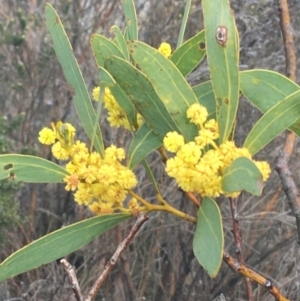 Acacia obliquinervia at Rendezvous Creek, ACT - 24 Oct 2021