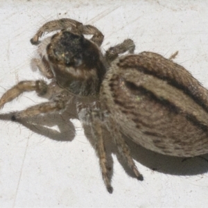 Maratus scutulatus at Googong, NSW - 17 Oct 2021