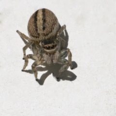 Maratus scutulatus at Googong, NSW - 17 Oct 2021