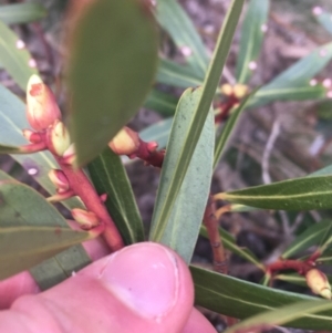 Tasmannia xerophila subsp. xerophila at Rendezvous Creek, ACT - 24 Oct 2021