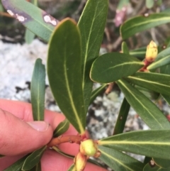 Tasmannia xerophila subsp. xerophila at Rendezvous Creek, ACT - 24 Oct 2021