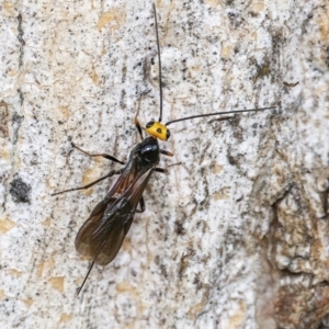 Braconidae (family) at Googong, NSW - 15 Oct 2021