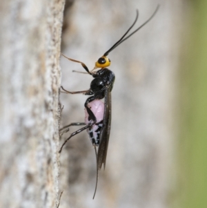 Braconidae (family) at Googong, NSW - 15 Oct 2021