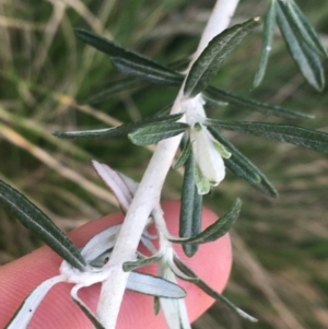 Ozothamnus secundiflorus at Rendezvous Creek, ACT - 24 Oct 2021