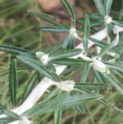 Ozothamnus secundiflorus at Rendezvous Creek, ACT - 24 Oct 2021