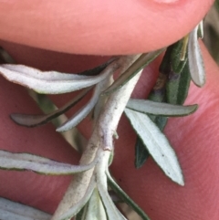 Ozothamnus secundiflorus at Rendezvous Creek, ACT - 24 Oct 2021