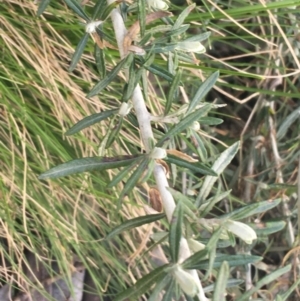 Ozothamnus secundiflorus at Rendezvous Creek, ACT - 24 Oct 2021