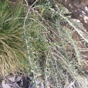 Ozothamnus secundiflorus at Rendezvous Creek, ACT - 24 Oct 2021