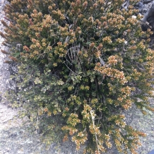 Epacris robusta at Mount Clear, ACT - 24 Oct 2021