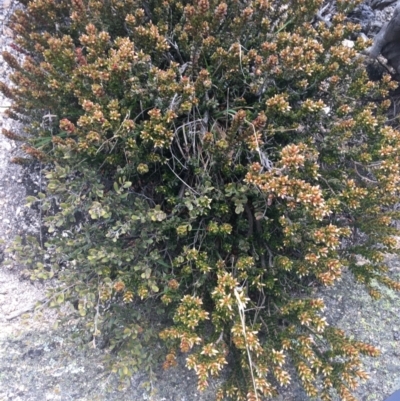 Epacris robusta (Round-leaf Heath) at Mount Clear, ACT - 24 Oct 2021 by Ned_Johnston