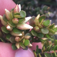 Epacris robusta at Mount Clear, ACT - 24 Oct 2021