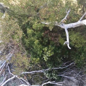 Leucopogon gelidus at Mount Clear, ACT - 24 Oct 2021