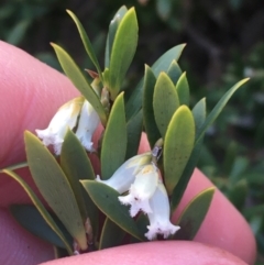 Leucopogon gelidus at Mount Clear, ACT - 24 Oct 2021 03:08 PM