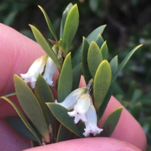 Leucopogon gelidus at Mount Clear, ACT - 24 Oct 2021 03:08 PM