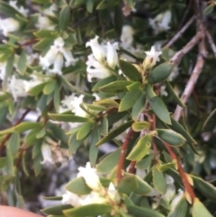 Leucopogon gelidus at Mount Clear, ACT - 24 Oct 2021 03:08 PM