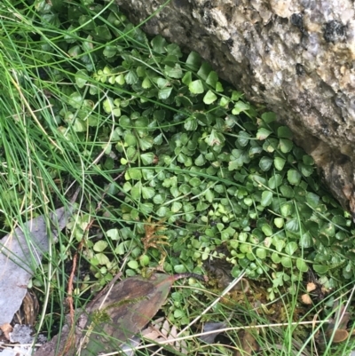 Asplenium flabellifolium (Necklace Fern) at Mount Clear, ACT - 24 Oct 2021 by Ned_Johnston