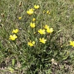 Ranunculus sp. (Buttercup) at Mulligans Flat - 24 Oct 2021 by KMcCue