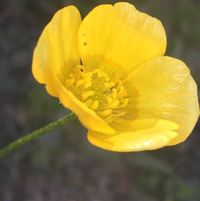 Ranunculus lappaceus (Australian Buttercup) at Rendezvous Creek, ACT - 24 Oct 2021 by NedJohnston
