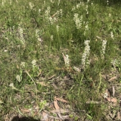 Stackhousia monogyna (Creamy Candles) at Forde, ACT - 24 Oct 2021 by KMcCue