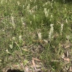 Stackhousia monogyna (Creamy Candles) at Forde, ACT - 23 Oct 2021 by KMcCue