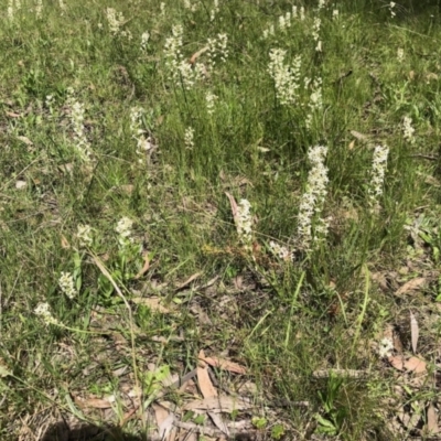 Stackhousia monogyna (Creamy Candles) at Forde, ACT - 24 Oct 2021 by KMcCue