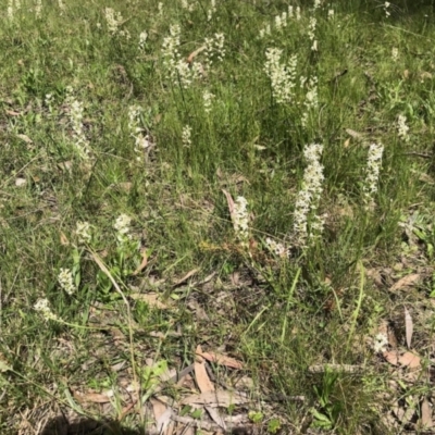 Stackhousia monogyna (Creamy Candles) at Mulligans Flat - 23 Oct 2021 by KMcCue