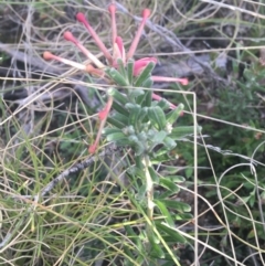 Grevillea lanigera (Woolly Grevillea) at Rendezvous Creek, ACT - 24 Oct 2021 by NedJohnston