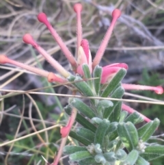 Grevillea lanigera at Rendezvous Creek, ACT - 24 Oct 2021 05:52 PM