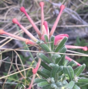 Grevillea lanigera at Rendezvous Creek, ACT - 24 Oct 2021 05:52 PM