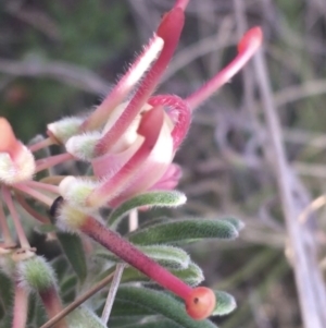 Grevillea lanigera at Rendezvous Creek, ACT - 24 Oct 2021 05:52 PM