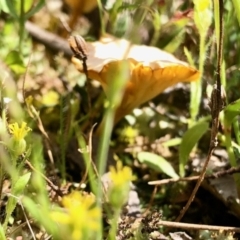 Lichenomphalia chromacea (Yellow Navel) at Mulligans Flat - 24 Oct 2021 by KMcCue