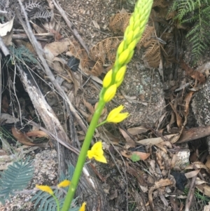 Bulbine sp. at Rendezvous Creek, ACT - 24 Oct 2021 05:42 PM