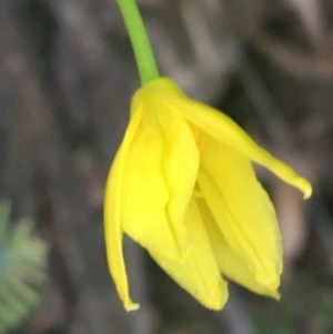 Bulbine sp. at Rendezvous Creek, ACT - 24 Oct 2021 05:42 PM