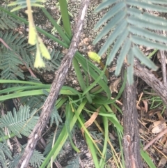 Bulbine sp. at Rendezvous Creek, ACT - 24 Oct 2021 05:42 PM