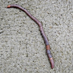 Oligochaeta (class) (Unidentified earthworm) at Crooked Corner, NSW - 10 Aug 2011 by Milly