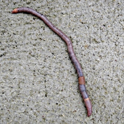 Oligochaeta (class) (Unidentified earthworm) at Crooked Corner, NSW - 10 Aug 2011 by Milly