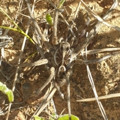 Tasmanicosa sp. (genus) (Tasmanicosa wolf spider) at Yarramundi Grassland
 - 27 Oct 2021 by LD12