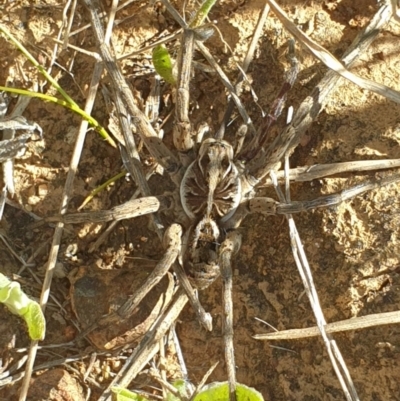 Tasmanicosa sp. (genus) (Tasmanicosa wolf spider) at Yarralumla, ACT - 27 Oct 2021 by LD12