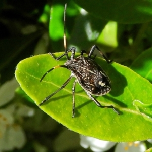 Pentatomidae (family) at Crooked Corner, NSW - 22 Oct 2021