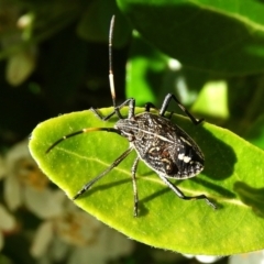 Pentatomidae (family) at Crooked Corner, NSW - 22 Oct 2021