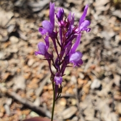 Linaria pelisseriana at Karabar, NSW - 27 Oct 2021