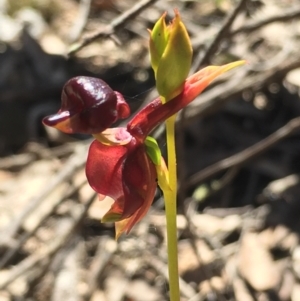 Caleana major at Lower Boro, NSW - 23 Oct 2021