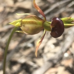 Caleana major at Lower Boro, NSW - 23 Oct 2021